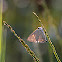 Indigo Flash (Female)