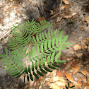 Fern