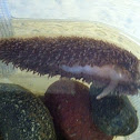 Shag Rug Nudibranch