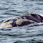 Southern Right Whale