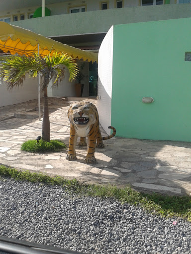Tigre Caju Intermares 
