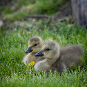 Canada Goose