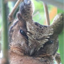 Collares Scops Owl
