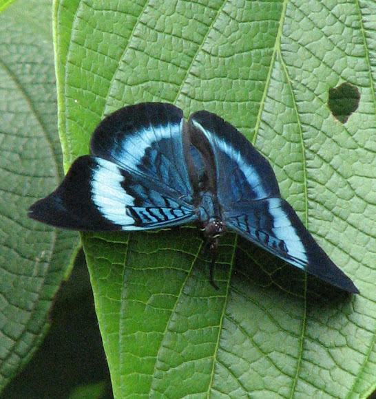 Spotting Image 1