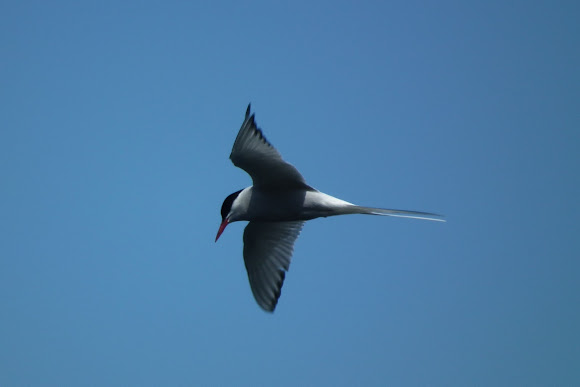 Spotting Image 1