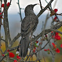 Little Wattlebird