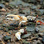 Uca lactea (清白招潮蟹)