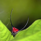 Long-horned Orb weaver