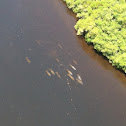 Florida manatee