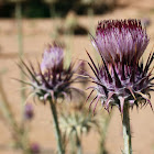 a Cotton Thistle