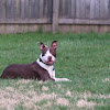 Pitbull at Rest