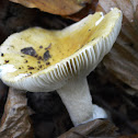 Bright Yellow Russula