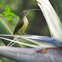 Little Spiderhunter