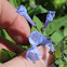 Virginia Bluebells