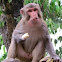 Rhesus Macaque