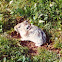 Pika
