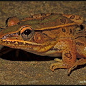 Southern Leopard Frog