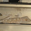 Israeli Fan Fingered Gecko