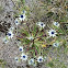 Eryngium carlinae