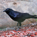 Black Crow