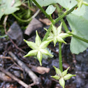 Marsh Marigold