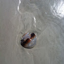 Cannonball Jelly