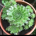 Hens and Chicks