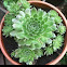 Hens and Chicks