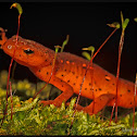 Eastern Newt