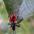 Harlequin Bug Nymph