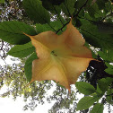 Angel's Trumpet