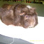 Guinea pig