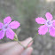 Clavel de monte