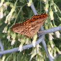 Tawny Emperor