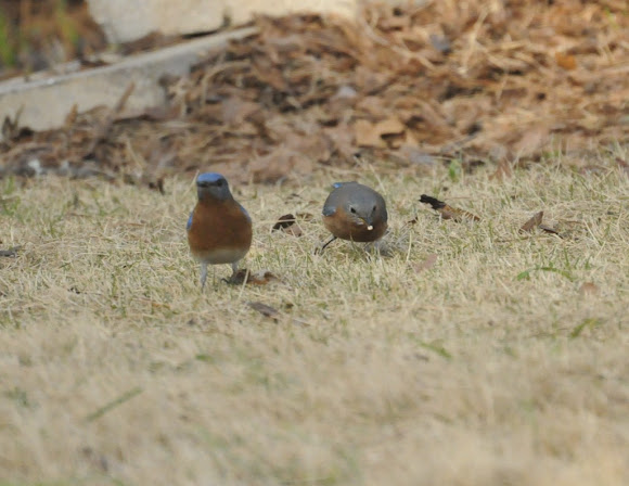 Spotting Image 1