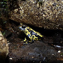 Salamandra
