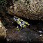Salamandra