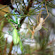 False Garden Mantid final molt