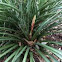 Red Yucca