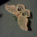 Polyphemus Moth