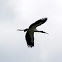 Wood Stork