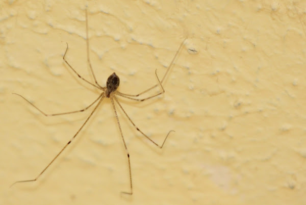 Pholcidae, vibrating or cellar spiders