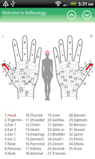 Hand Chart for Reflexology