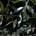 Blackcap