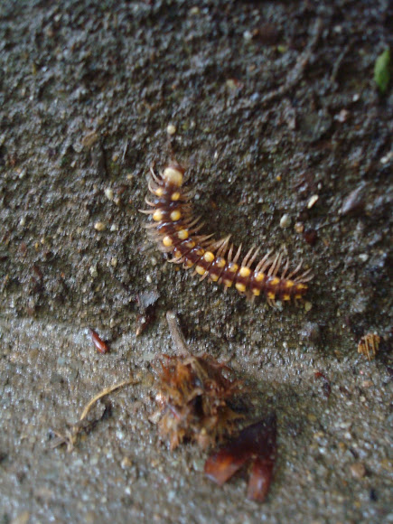 Spotting Image 1