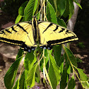 Two-tailed Swallowtail