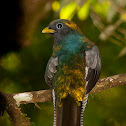 Black-throated trogon