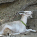 White Goat