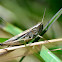 Common Field Grasshopper