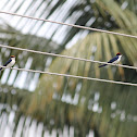 Wire -tailed swallows